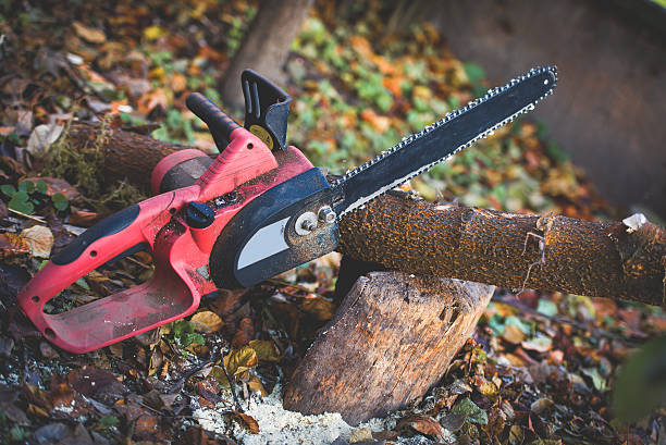 How Our Tree Care Process Works  in  Gold Beach, OR